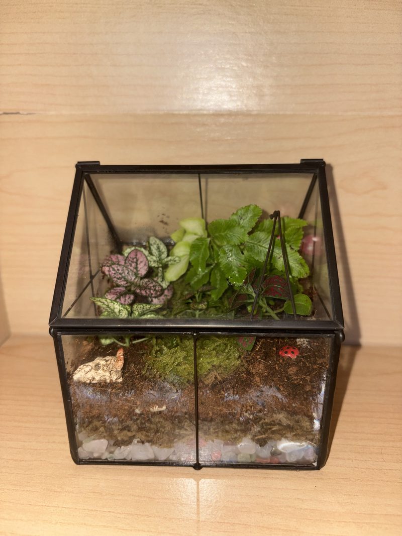 A glass-and-black-metal house terrarium with pink and green nerve plants, moss and a tiny red mushroom.