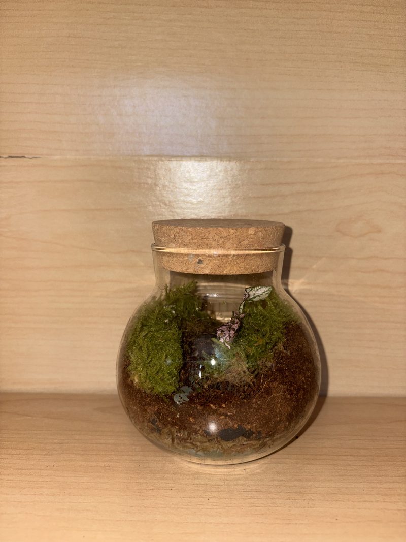 A round cork-topped jar with two mounds of cushion moss over layered soil.