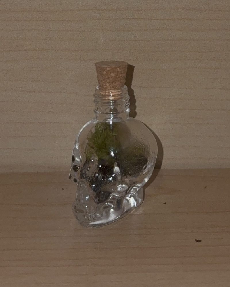 A tiny skull-shaped glass bottle terrarium with a cork top and a tuft of moss inside.
