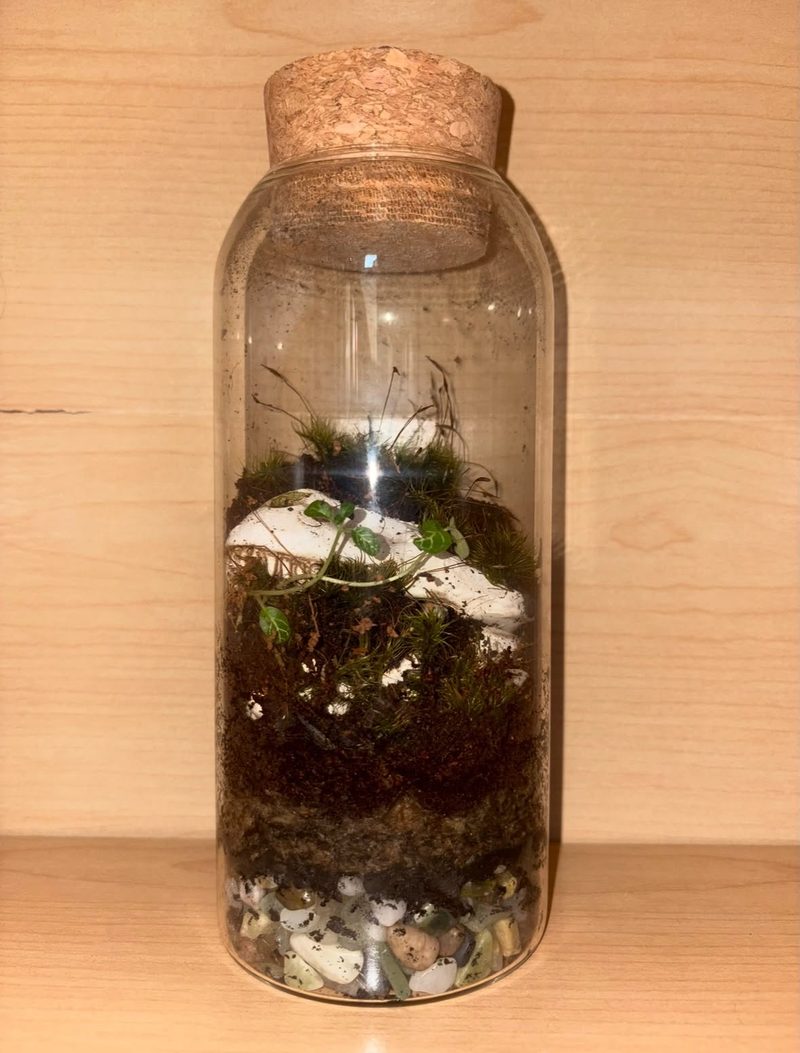 A custom terrarium in a tall cork-topped jar built around a pale dinosaur skull, with moss creeping over it and tiny trailing leaves.