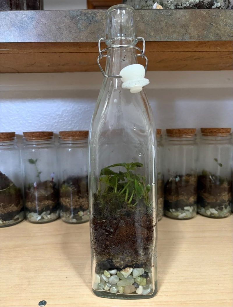 A swing-top bottle terrarium standing in front of a shelf of cork-topped jar terrariums.