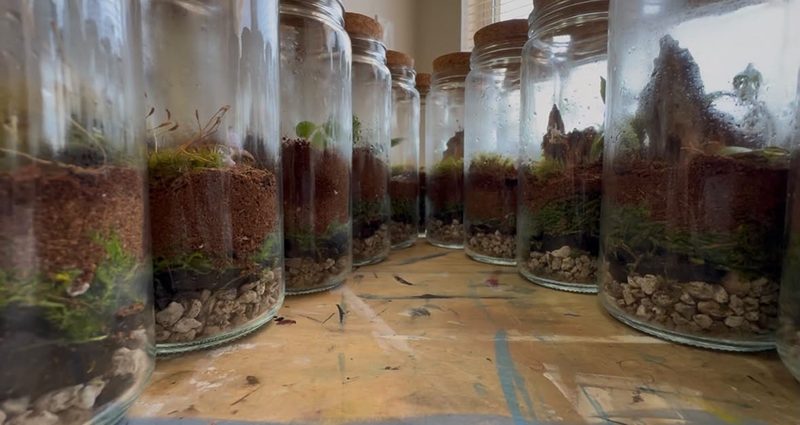 A row of cork-topped jar terrariums lined up on a paint-splattered workbench, condensation fogging the glass.